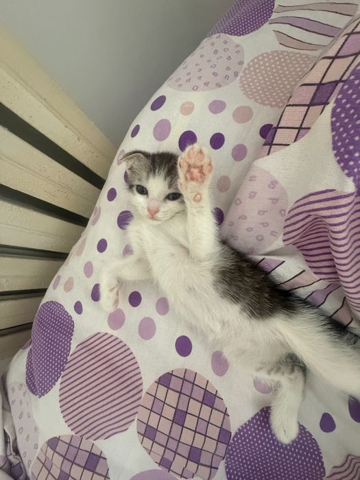 Отдам котенка в добрые руки