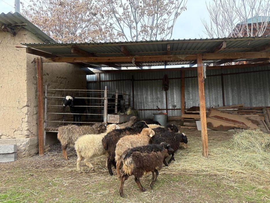 Тоқты қошқарлар сатылалы 55мыңнан