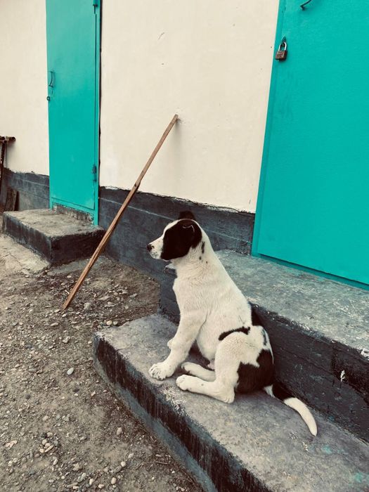 Алабай күшік сатылады