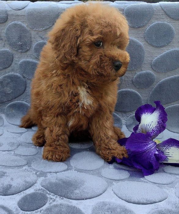 Той пудель, мальчик, цвет: абрикос