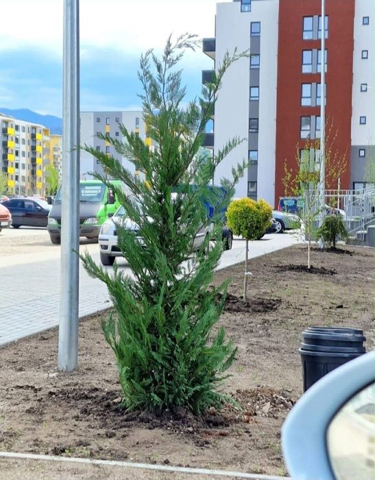 Tuia leylandii pentru un gard viu perfect