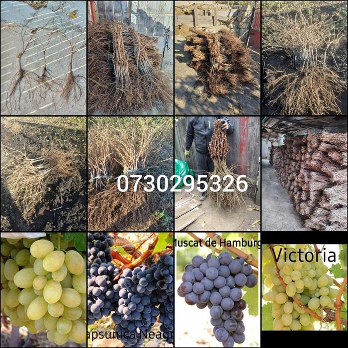 Butași viță de vie Altoita și Hibrida anul 2-3 direct de la PRODUCĂTOR