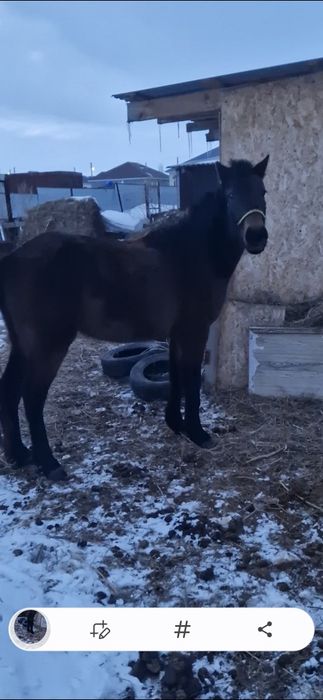 Сатылады, айғырлыққа аламын десеңіз болады.