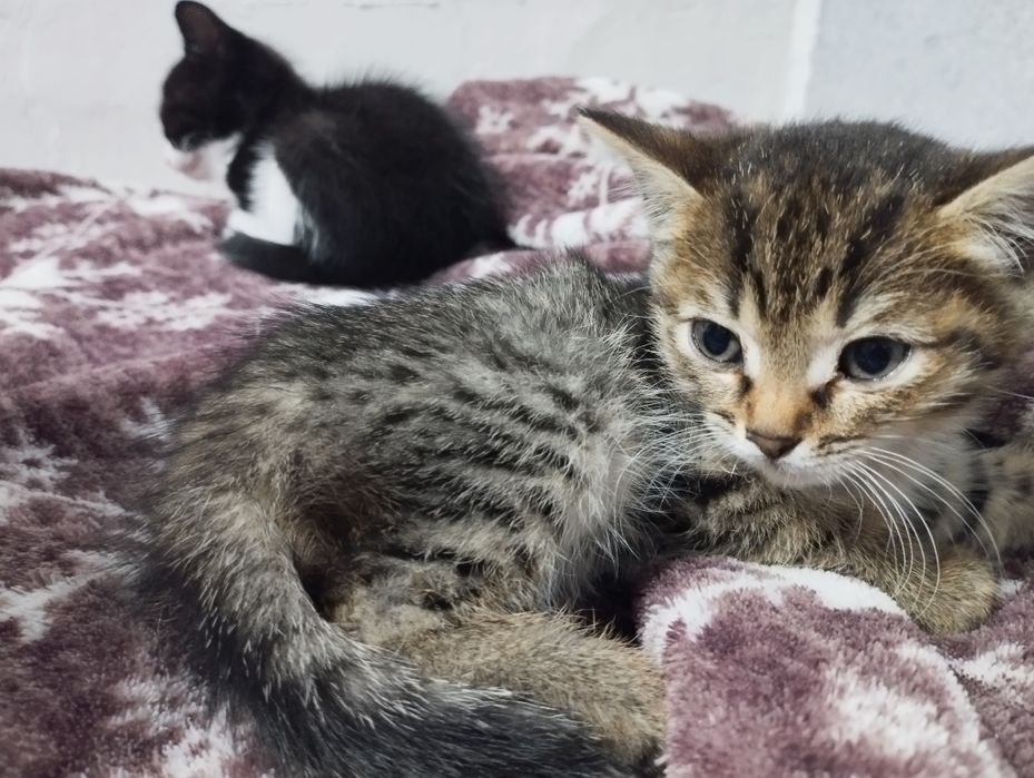 Отдам котят в добрые руки