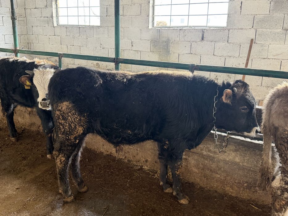 Бычки на продаже