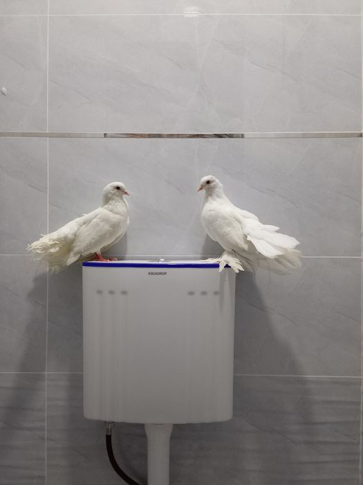 Kaptar sotiladi moda nar