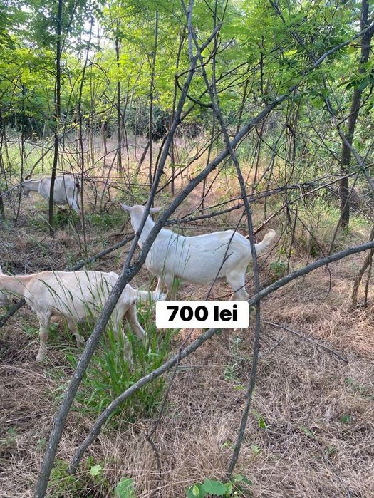 Ieduti pt monta, de vanzare