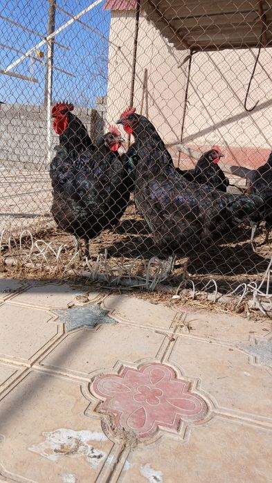 Qora shahzoda tuxumlari sotiladi 20000 soʻm