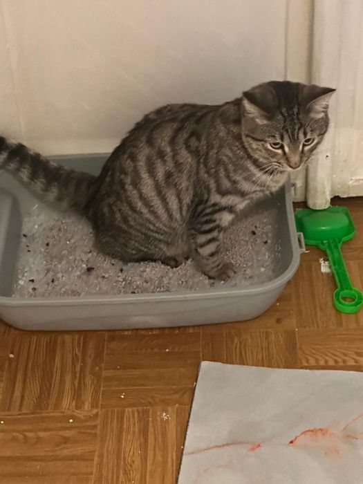 Отдам котика ТОЛЬКО добрые руки