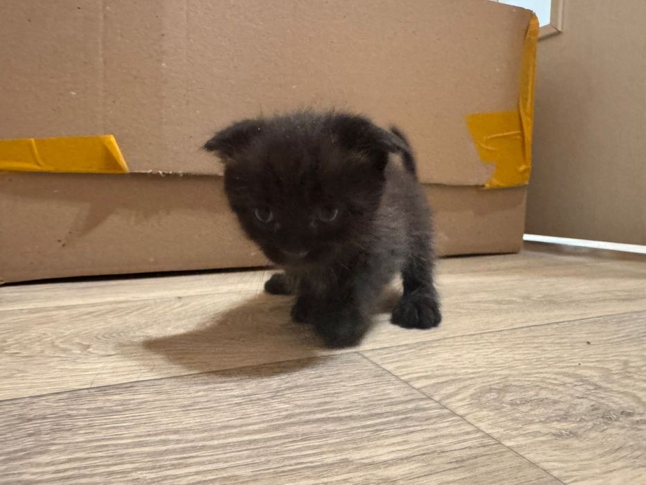 Скотиш фолд котята