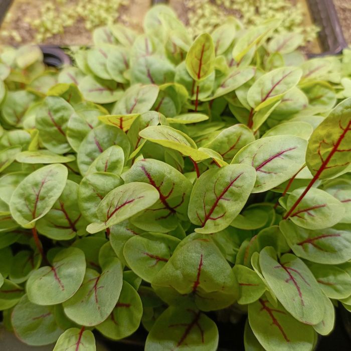 Микрозелень горох и другие