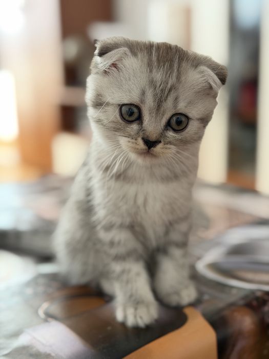 Pisoi scottish fold &straight  își caută o nouă căsuță!