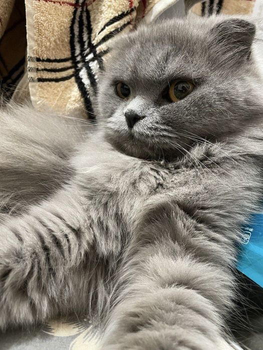 Отдам даром фолд