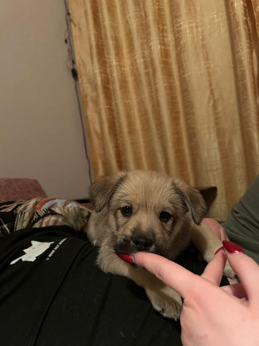 Отдадим Щеноков срочно