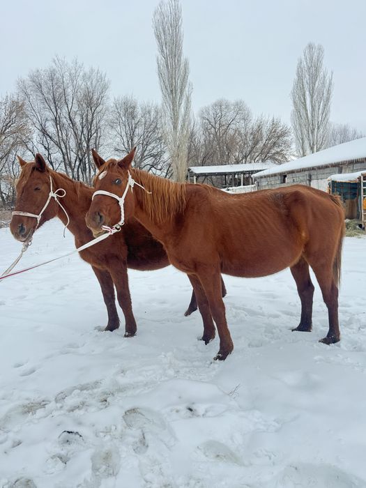Жуас биелер хабарласыныздар келісеміз
