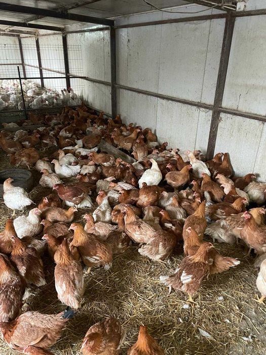 Oua de găină de la tara