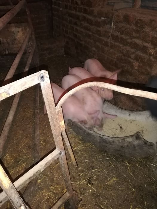 Продавам малки прасенца