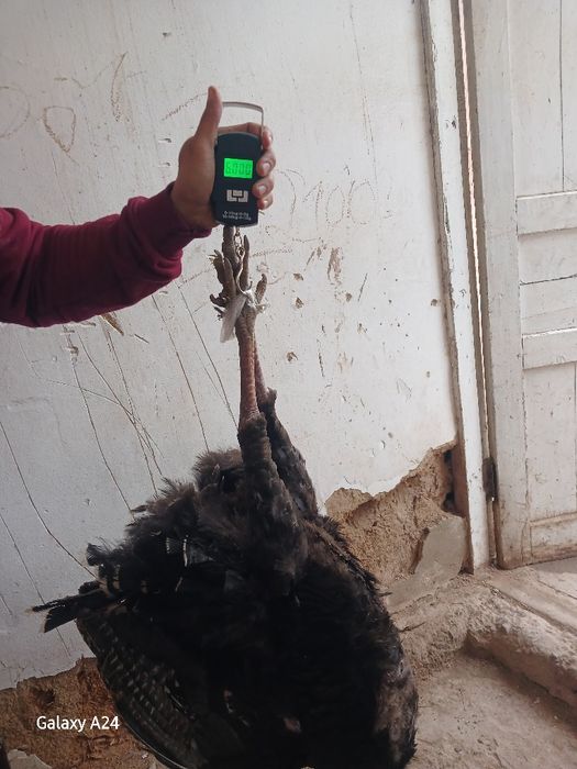 Еркак курка сотилади