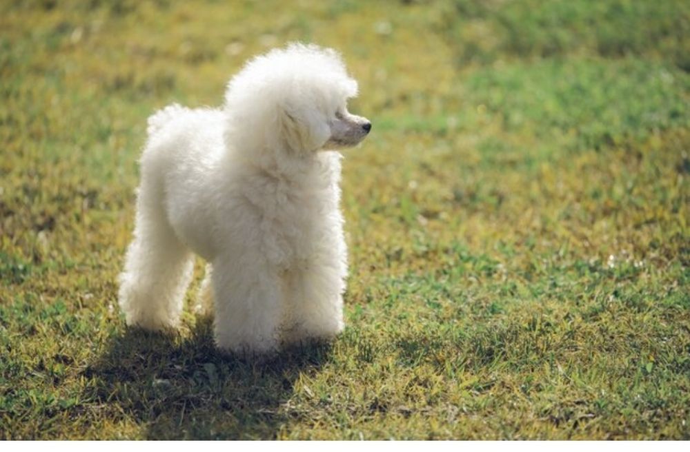 Пара пуделей продается