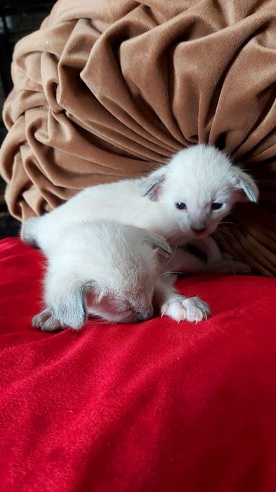 Ориентал . Орики