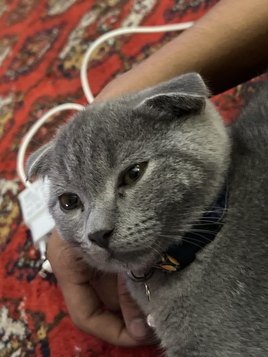 British short hair