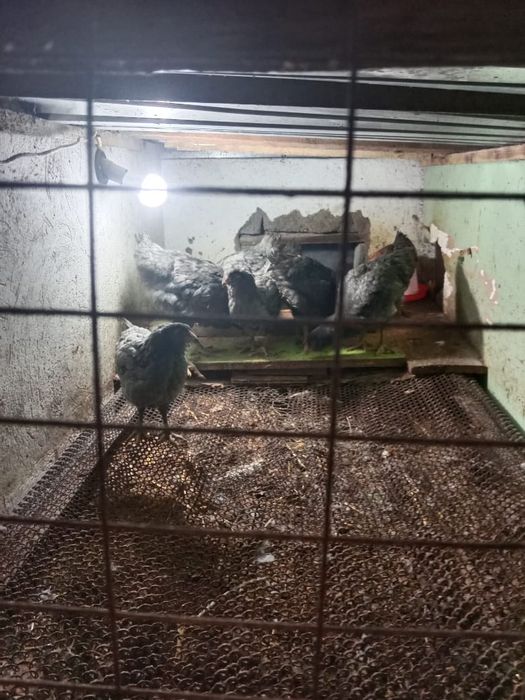 Продам породистых цыплят