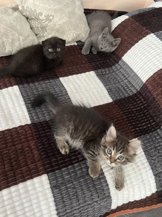 Шотланские котята