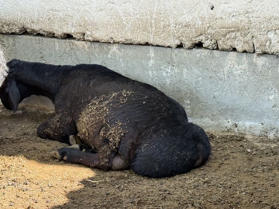 Кошкар сатылады семіз
