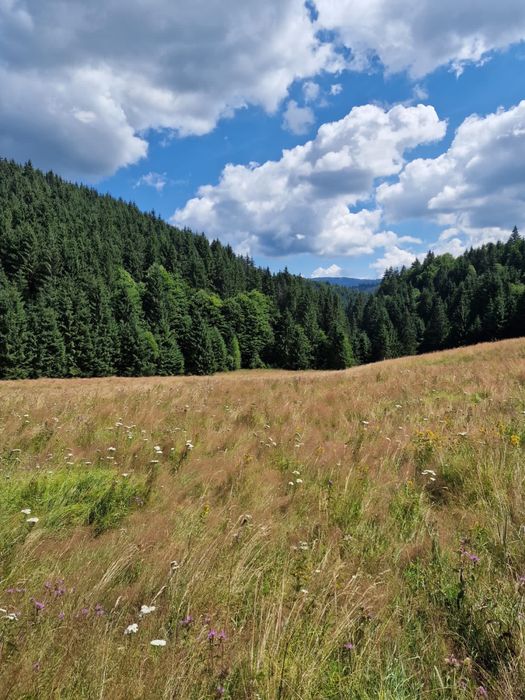 Teren 5000 mp cu pârâu, lângă Lacul Drăgan – parcelabil (1500 mp)