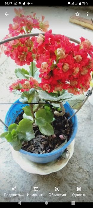 Декоративные,комнатные цветы