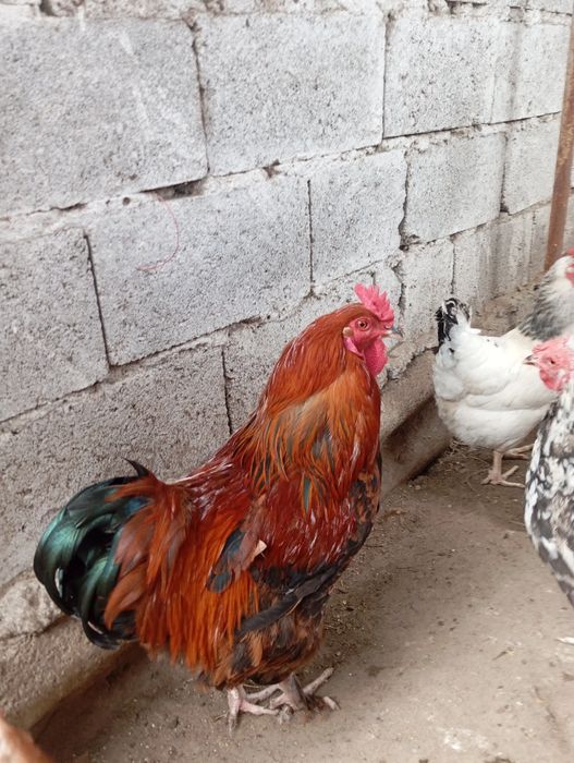 Қораздар сатылады