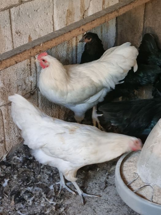 Australorp alb ,  familie australop