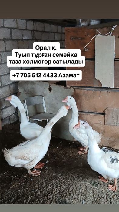 Қаздар сатылады Холмогор