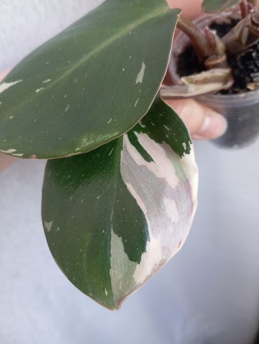 Филодендрон white knight