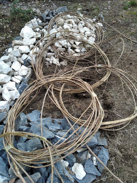 Глициния - прекрасная и душистая лиана