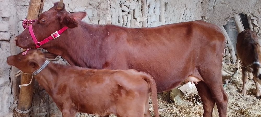 Mol sotiladi ona bola kafolati bilan