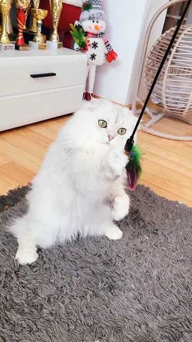 Scottish fold baiat cu pedigree wcf