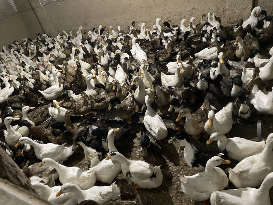 Optom ordaklar sotiladi