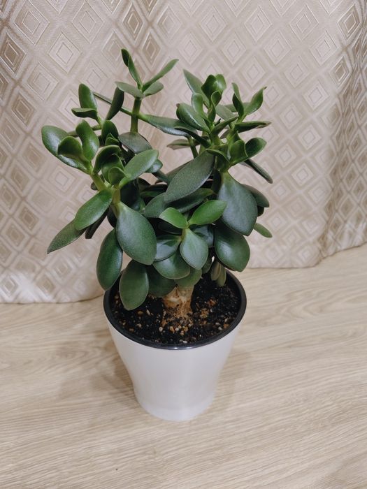 Крассула овата (Толстянка)