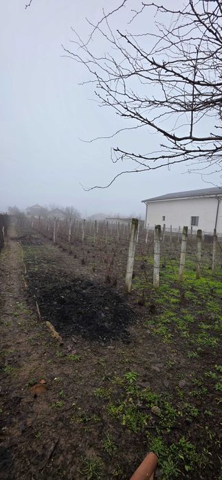 Teren de vanzare Comuna Carcea