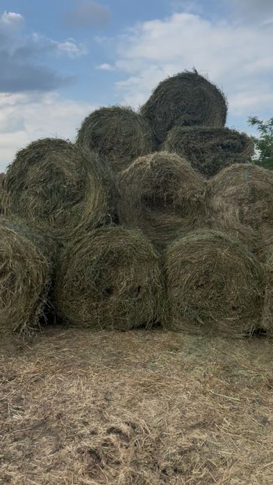 Vând baloți de lucerna 120/120