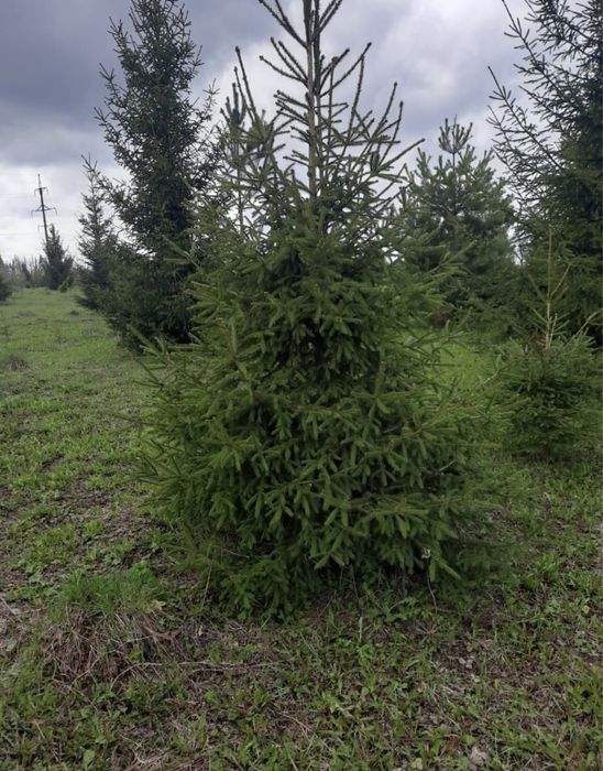 Тополь, ясень, ива, рябина,клен,липа