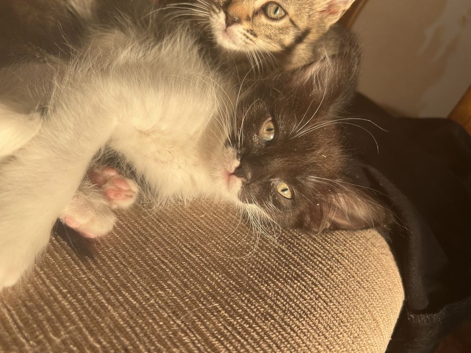 Отдам котят в добрые руки