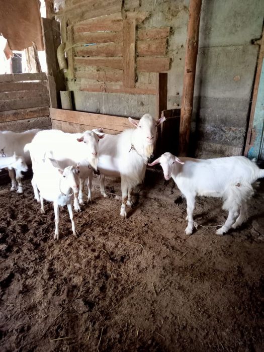 В продаже Козы , Козлы и Козлята