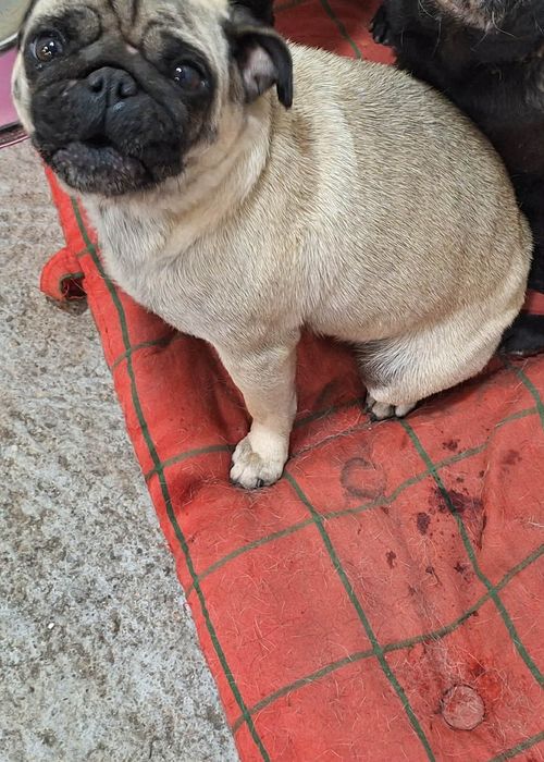 Продават се мопсче