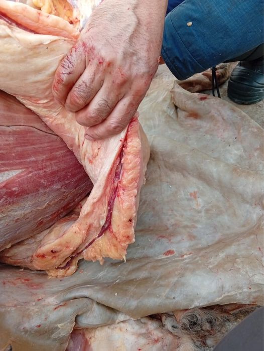 Семиртилген Бие!