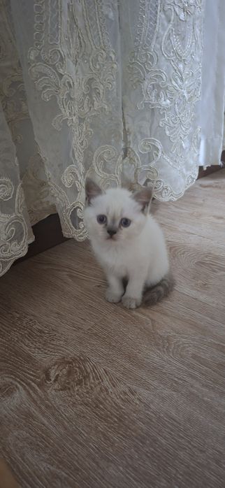 Mushuk    bolalari