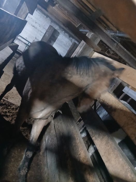 Құнан сатылады семіз