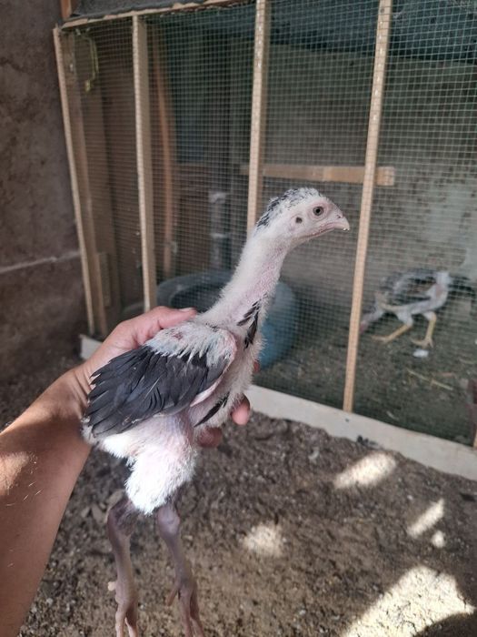 TOZA ZOTLI jojalar va tuxumlar sotiladi