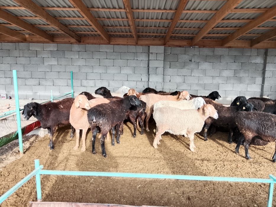 Саулық қойлар сатылады